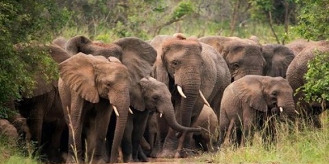 4 dana Ruande Big 5 Grupni izlet sa divljim životinjama i gorilama u srednjem dometu iz Kigalija (2026. - 2027.)