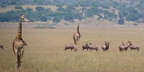 Umunsi wa 1 Akagera National Park Safari Umunsi wo kuzenguruka i Kigali - Big Five & Adventure Adventure (2026 - 2027)