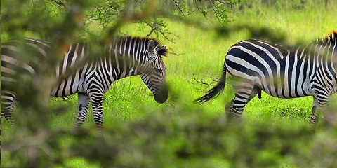 Ọjọ 1 Aladani Akagera National Park Safari Irin-ajo & Gigun Ọkọ ni Kigali – Ìrìn Ẹmi Egan (2026 - 2027)