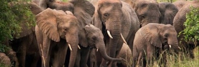 Full-Day Game & Lake Ihema Boat Safari