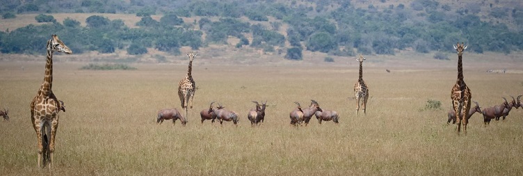 Akagera National Park Safari Day Tour