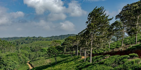 タンザニアのタンガ発、アマニ自然保護区を巡る 1 日プライベート ツアー