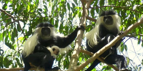 Excursion privée d'une journée dans la réserve naturelle d'Aman au départ de Dar Es Salaam (2026 - 2027)