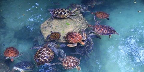 Aventura privata di mezza ghjurnata di natazione di tartarughe da Stone Town in Zanzibar (2026 - 2027)