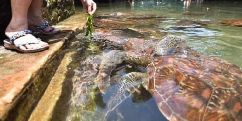 Shpellat private të Salaam dhe noti i breshkave gjysmë ditore nga aeroporti i Zanzibarit (2026 - 2027)