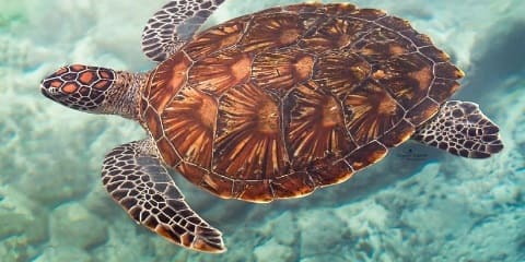 Halvdags privat skildpaddesvømningseventyr fra Kendwa i Zanzibar (2026 - 2027)