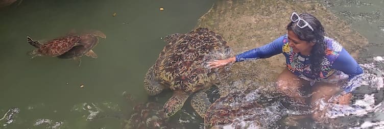 Swimming with Turtles at Baraka Aquarium