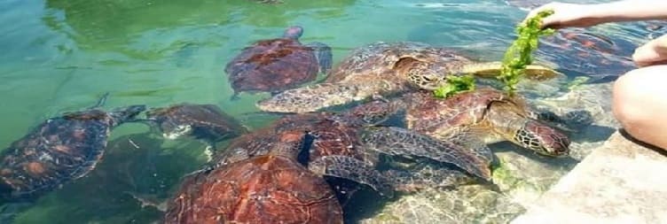 Dolphin Tour, Mnemba Island Snorkeling & Nungwi Baraka Aquarium