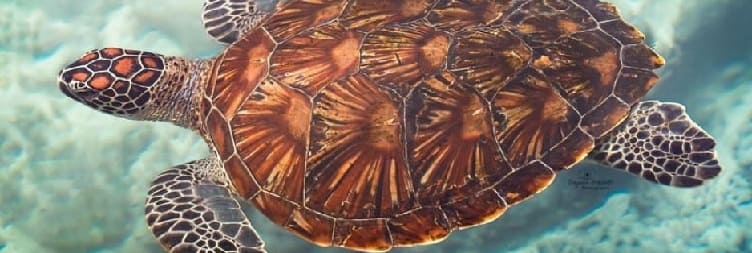 Baraka Natural Aquarium – Swim with Turtles