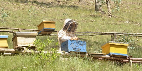 Fitsidihana traikefa momba ny fiompiana tantely 1 andro avy any Kigali, Rwanda (2026 - 2027)