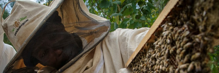Beekeeping Experience Day Tour