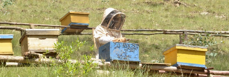 סיור יום חווית גידול דבורים
