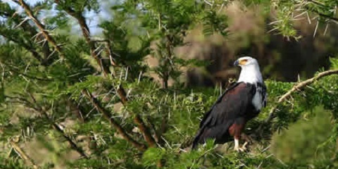 6 Days Private Budget Tanzania Safari from Dar-Es-Salaam