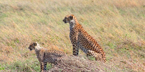 2 Days Private Mid-Range Safari in Tanzania from Zanzibar