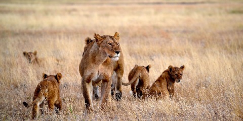 10 Ọjọ Aarin-Range Safari Safari ni Kenya ati Tanzania lati Nairobi (2026 - 2027)