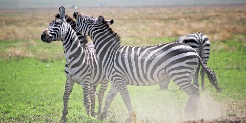 4 Days Group Mid-Range Safari from Dar Es Salaam
