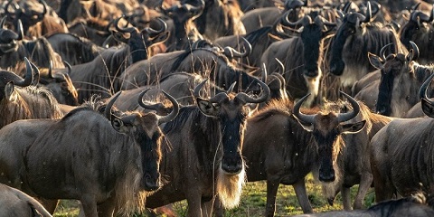 4 Days Private Mid-Range Ndutu Migration from Moshi