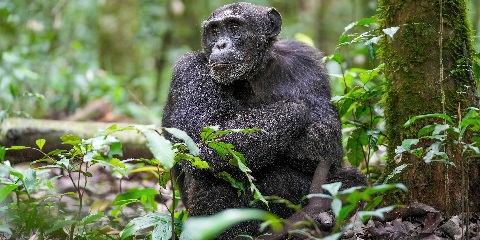 Safari de acampada de 6 días en Tanzania desde Karatu