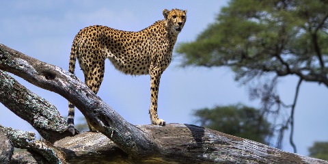 6 Days Private Mid-Range Safari from Dar Es Salaam