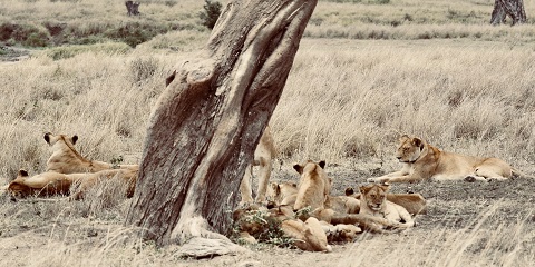 2-Day Tanzania Group Mid-Range Safari from Dar Es Salaam to (Lake Manyara & Ngorongoro Crater)