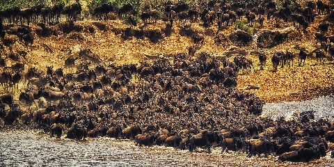 4 Days Private Budget Safari in Tanzania from Zanzibar