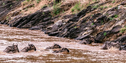 5 Days Private Mid Range Migration Safari from Arusha