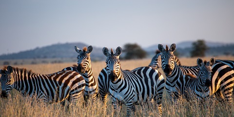 10 Days Tanzania Great Wildebeest Migrations Safari