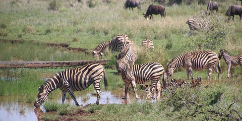 4 Days Private Budget Serengeti Safari from Mwanza