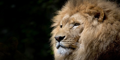 5 Days Group Budget Safari in Tanzania from Moshi