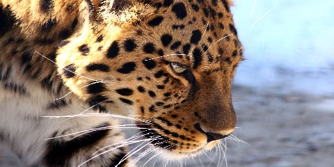 4 Days Group Budget Safari in Tanzania from Moshi