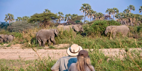 Kilimajaro Uluslararası Havaalanından 12 Günlük Lüks Kilimanjaro Yürüyüşü, Şehir Turu ve Yaban Hayatı Safarisi (2026 - 2027)