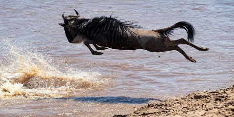 5 Days Private Mid-Range Ndutu Migration from Zanzibar
