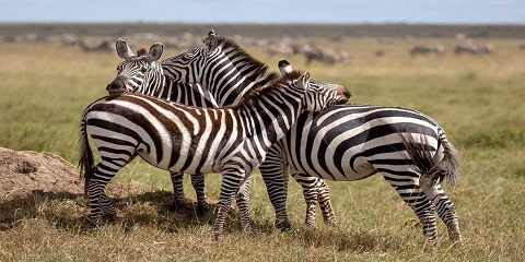 6 Days Private Mid-Range Safari in Tanzania from Arusha