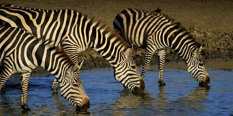 6 Days Group Luxury Safari in Tanzania from Moshi
