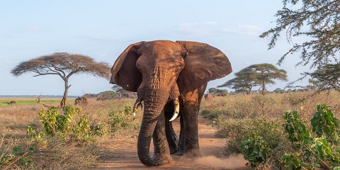 5 Days Group Luxury Safari in Tanzania from Dar-Es-Salaam