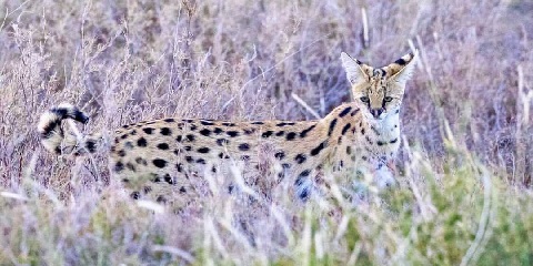 6 Days Tanzania Group Mid-Range Safari from Kigali