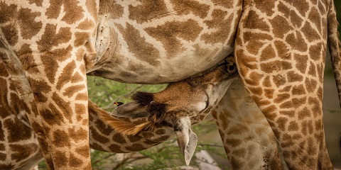 6 Days Private Budget Safari in Tanzania from Arusha