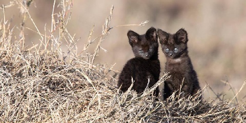 3 Days Safari in Tanzania from Arusha