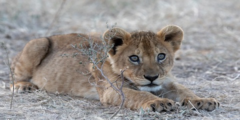 5 Days Group Luxury Safari in Tanzania from Moshi