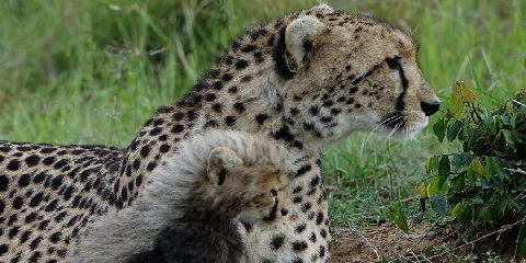 2 Days Group Budget Safari in Tanzania from Moshi