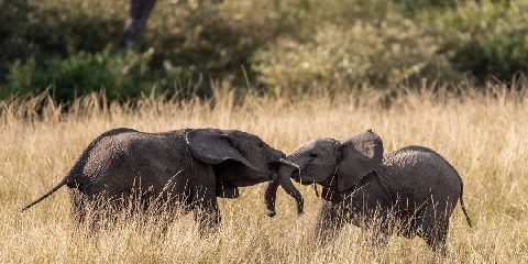 7 Days Private Mid-Range Ndutu Migration from Arusha