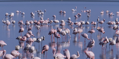 6 Days Private Budget Tanzania Safari from Zanzibar