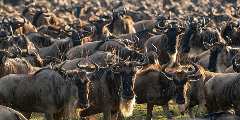 10 Days Tanzania Serengeti Migration Safari & Kilimanjaro