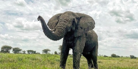 6 Days Private Luxury Safari from Arusha