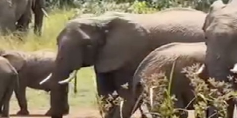 4 Days Private Budget Safari from Mwanza