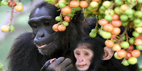 Lake Manyara National Park