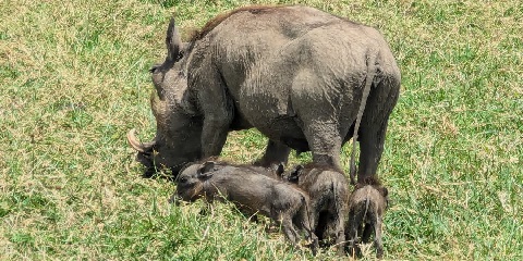 Safari de luxo em grupo de 4 dias no aeroporto de Kilimanjaro (Jro) na Tanzânia (2026 - 2027)