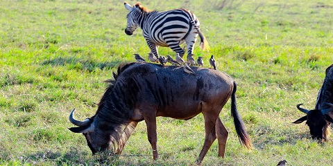 2-дневное сафари на лодже до озера Маньяра и Нгоронгоро