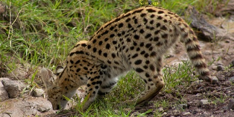 2 Days Day Private Mid-Range Safari from Dar Es Salaam