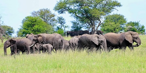 3 Days Private Luxury Safari in Tanzania from Arusha